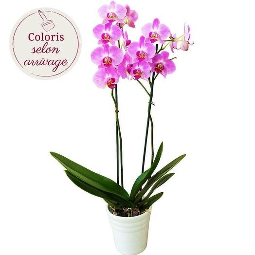 L orchidee rose fuchsia