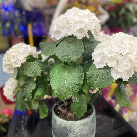 Hortensias blanc