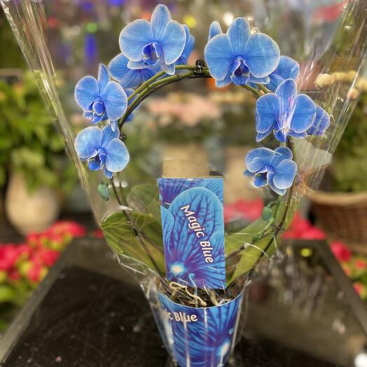 💙🩵Orchidee Bleu
