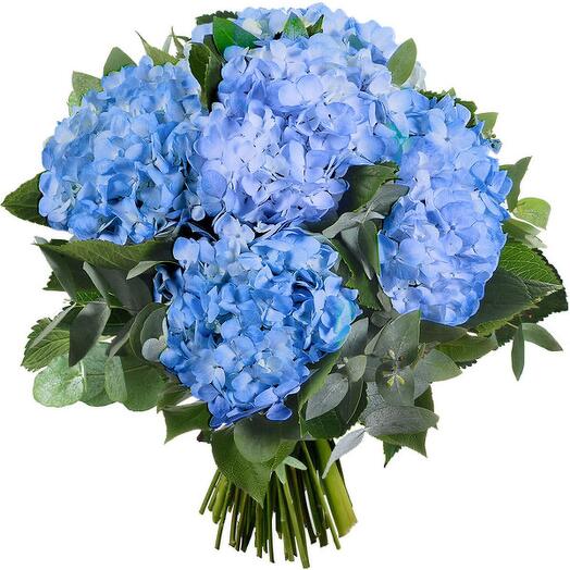 Hortensia Blue