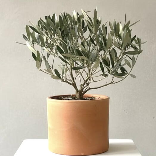 Tabletop olive tree in a terracotta pot
