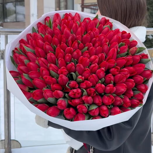 Tulip red 101 flowers