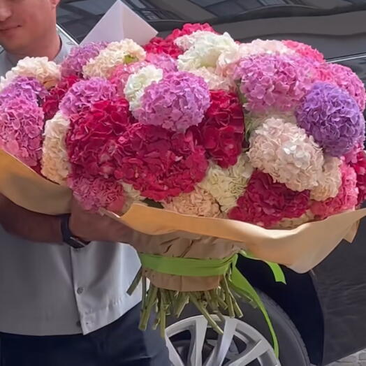 Hortensia 33 fleurs