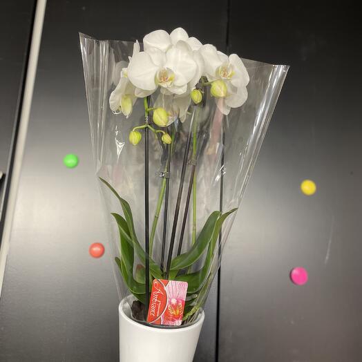 Orchidee Blanche + C Pot 🫙