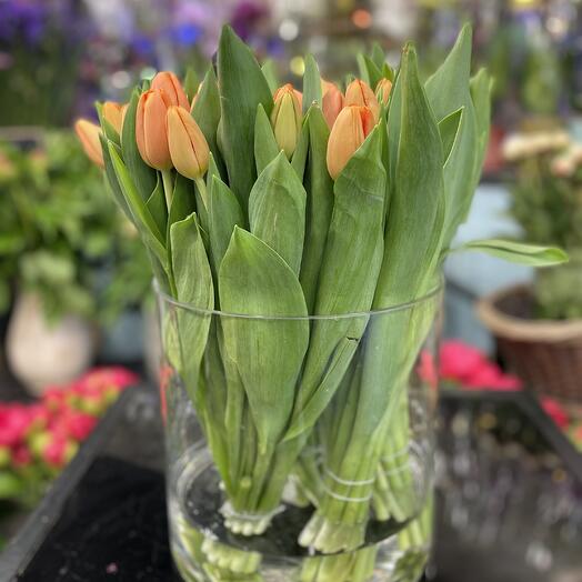 Tulipes Orange