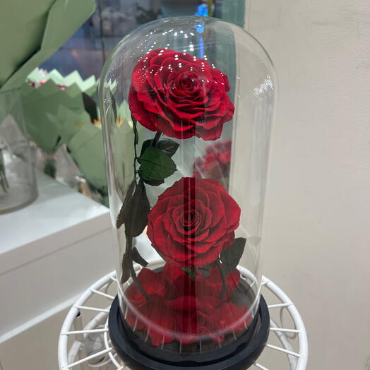 Double roses eternelle sous cloche