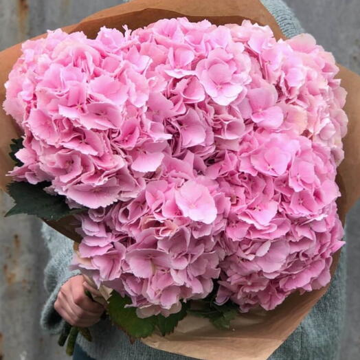 Hortensia rose 5 flowers