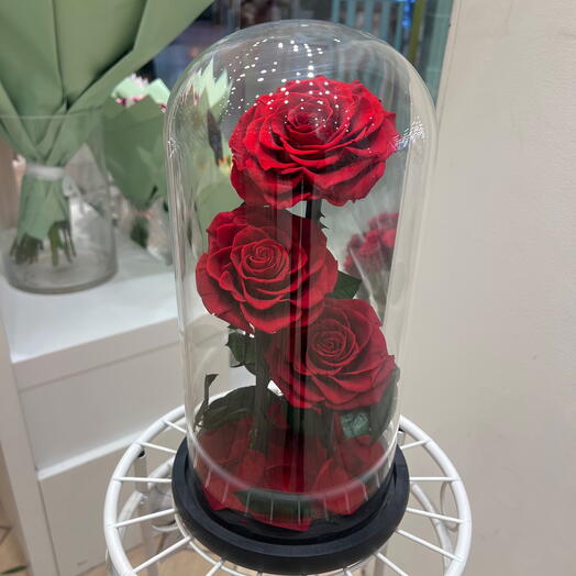 Triple rose eternelles sous cloche