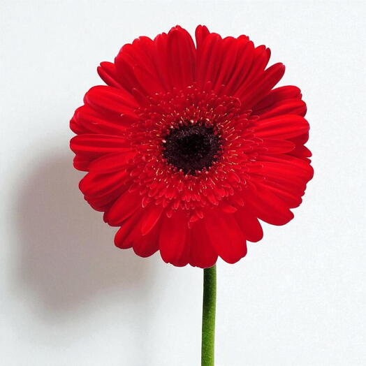 Gerbera Rouge