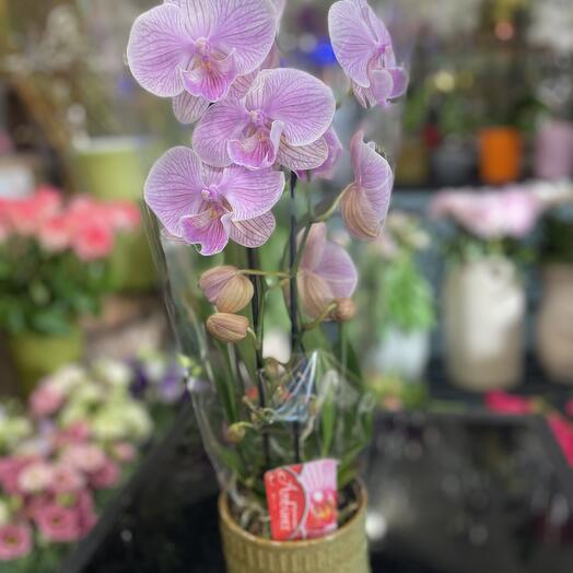 Orchidee Rose