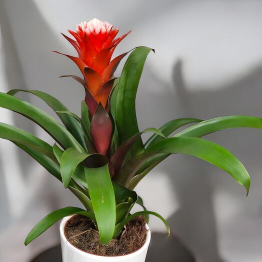 Bromelia