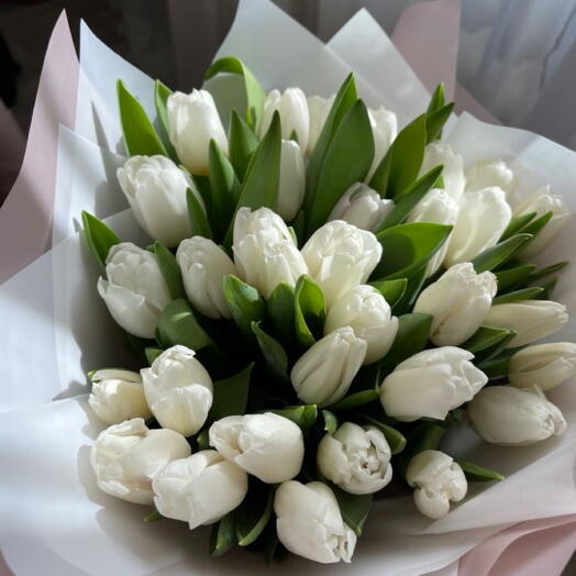 Tulips white 31 stems