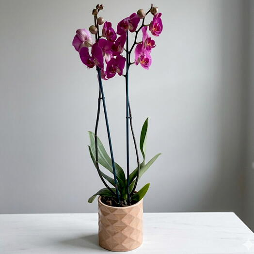Plante orchidee 2 tige