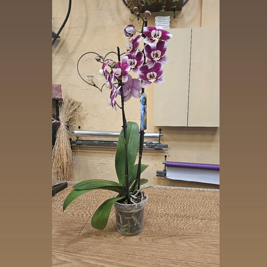 Орхидея Фаленопсис розово-бордовая