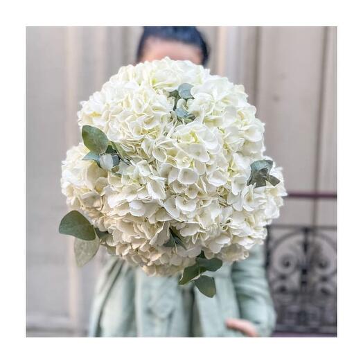 Hortensias blanche neige