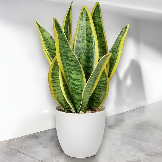 Plante d interieur LBM