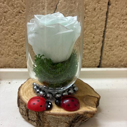 Coupe en verre sur socle bois rose stabisee vert d eau