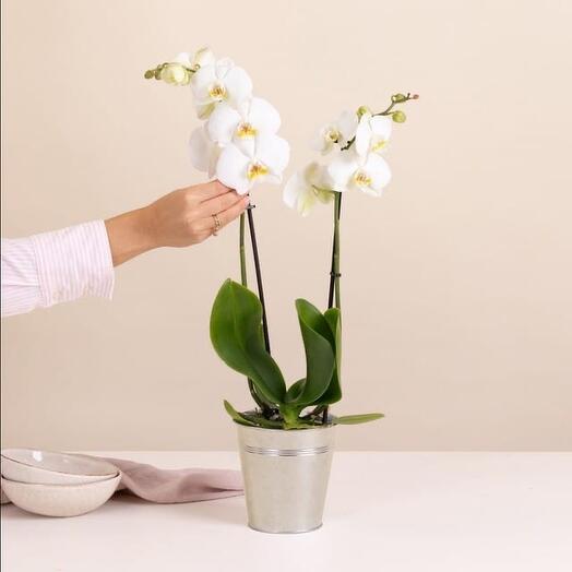 Orchidee blanche
