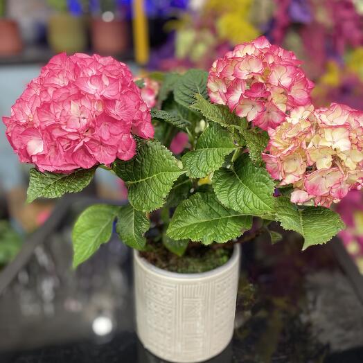 Hortensias Rositas + cache pot 🫙