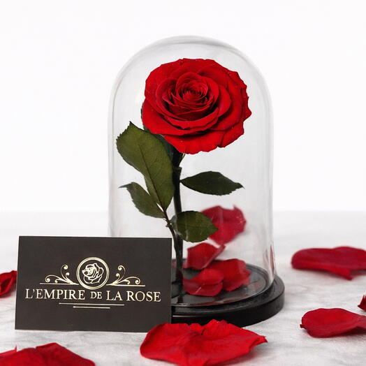 Вечная красная роза в куполе