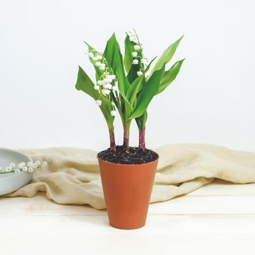Muguet en pots