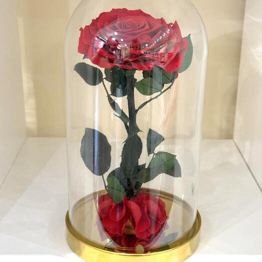 Rose eternelle sous cloche