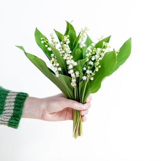 Muguet de Mai