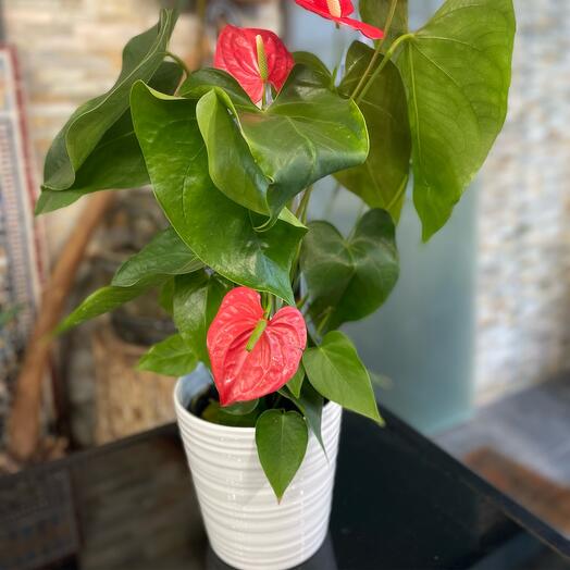 Anthurium Rouge + Cache pots 🫙