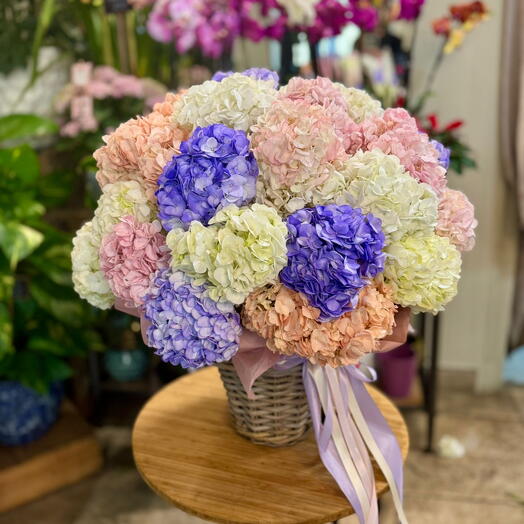 HORTENSIAS D HIVER EN PANIER