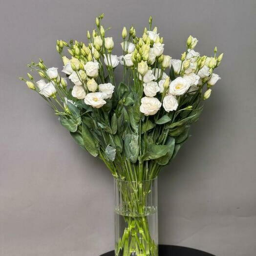 Lisianthus blanc