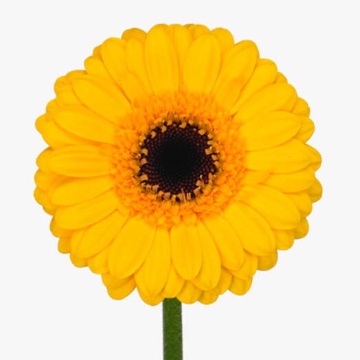 Gerbera Jaune