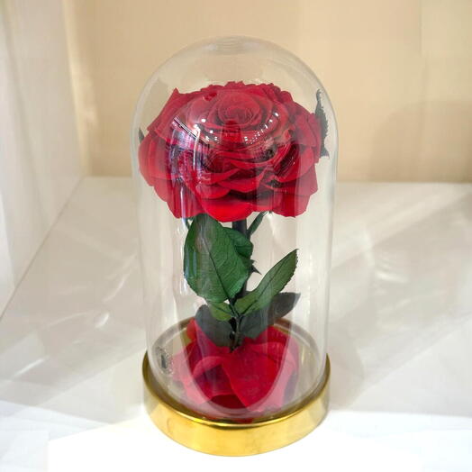 Rose eternelle sous cloche 11*19 cm