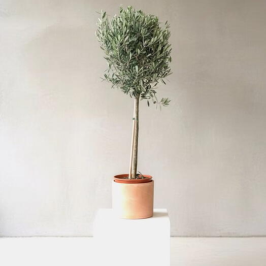 Half-stem olive tree in a terracotta pot