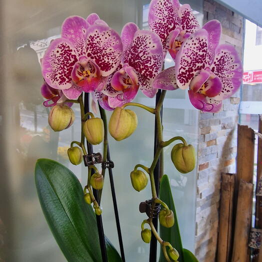 Orchidee rose