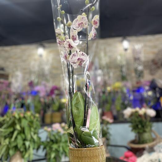 Violet et Blanc tachete Orchidee