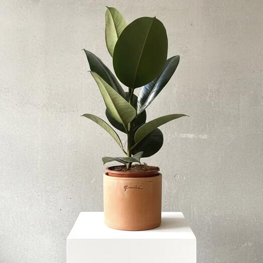 Ficus Elastica in terracotta pot