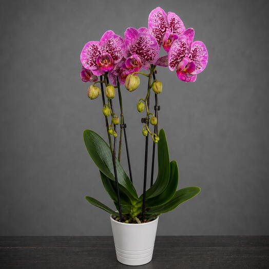 Orchidee rose