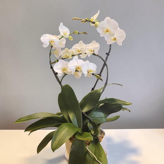 Composition de orchidee blanche