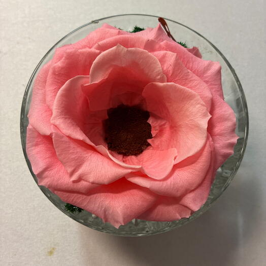Anemone stabiliser dans contenant