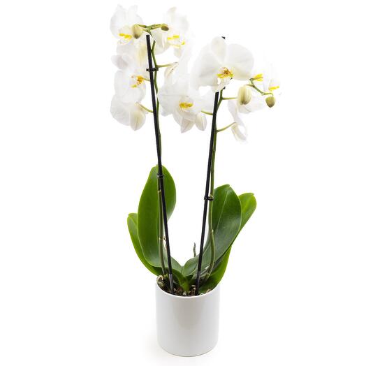 Orchidee blanche
