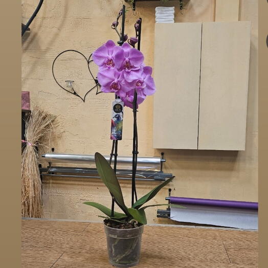 Комнатное растение