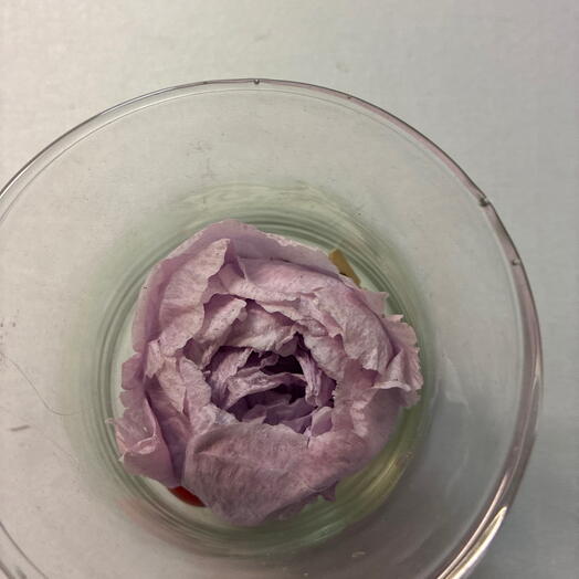 Pivoine stabilise dans contenant
