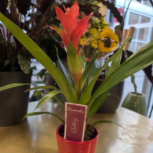 Guzmania petit