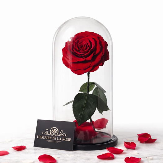 Величественная роза