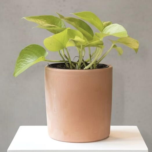 Neon photos in a terracotta pot
