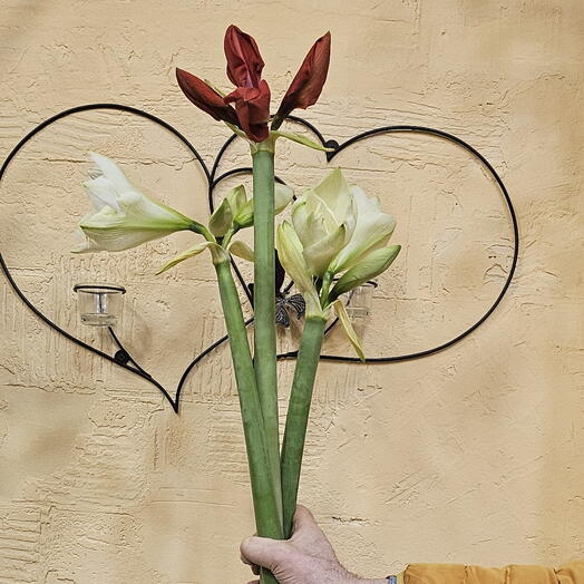 Amaryllis 3 têtes