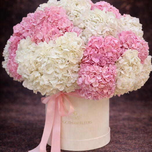 Boite d  hortensias d Equateur