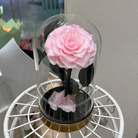 Rose eternelle sous cloche moyenne rose