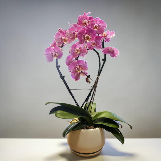 Composition de orchidee